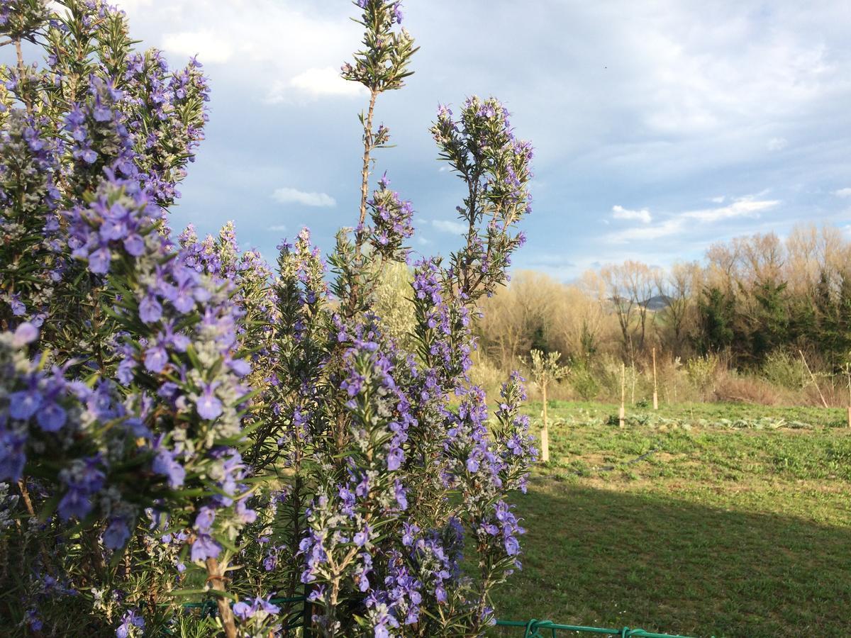 Agriturismo Il Pettirosso Casa de hóspedes Forlì Exterior foto